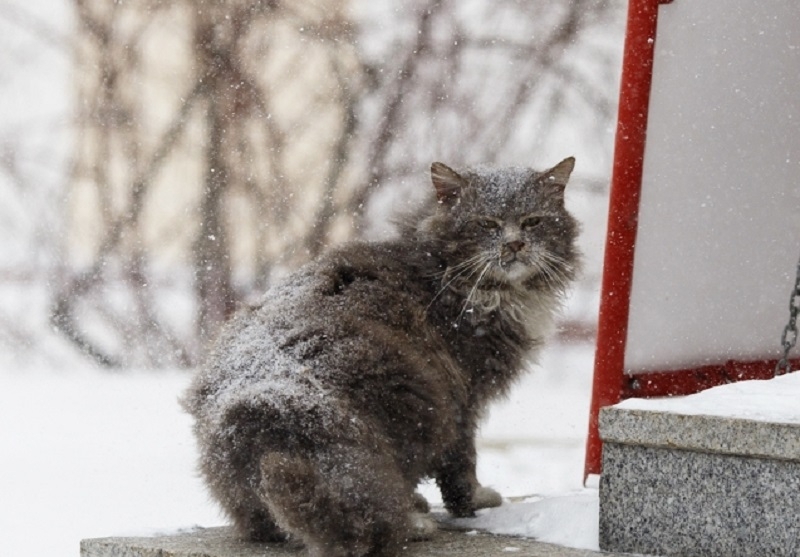 Они замерзают во сне: волонтеры Кубани призывают помочь бездомным животным  в морозы - KrasnodarMedia.ru