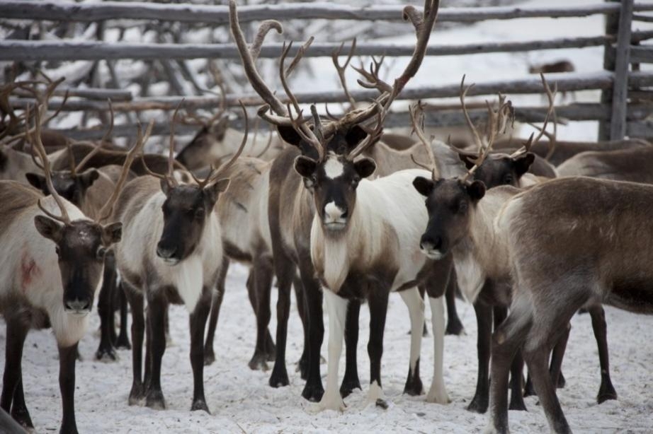 Миллион рублей получат северные территории Хабаровского края на развитие оленеводства Пресс-служба министерства сельского хозяйства и продовольствия края