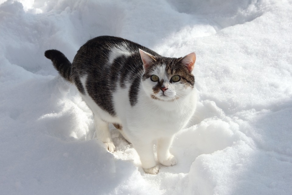 Кошка на снегу Pixabay.com