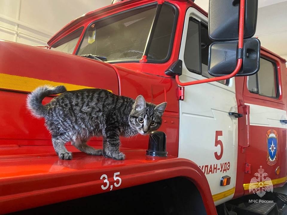 пожарный автомобиль, кот пресс-служба республиканского ГУ МЧС