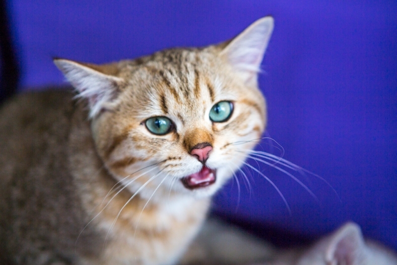 Мурчащий лекарь – правда ли, что кошки способны забрать болезни хозяев Юлия Никитина
