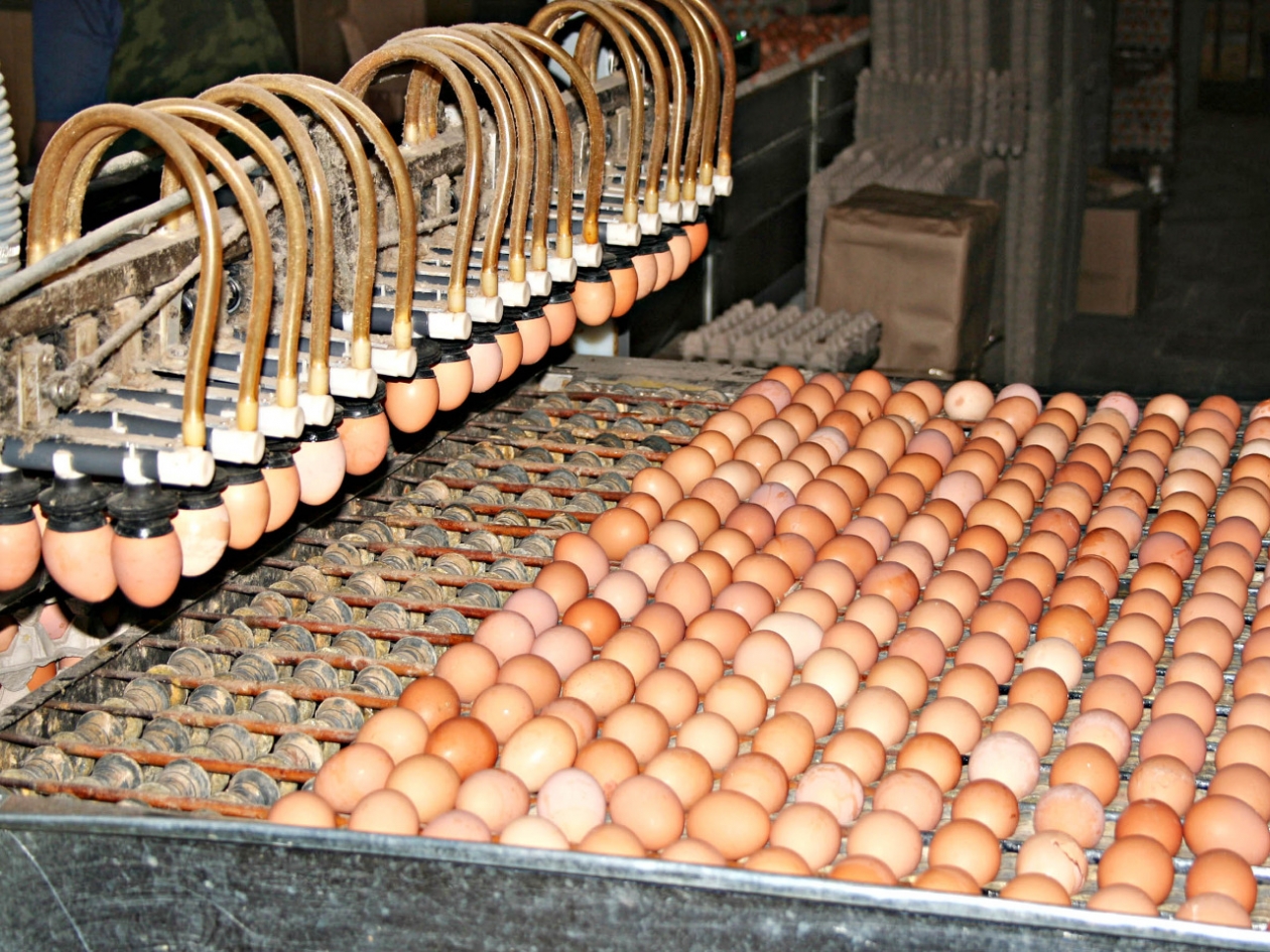 Птицефабрики Иркутской области обеспечивают потребность региона в куриных яйцах на 158% Правительство Иркутской области