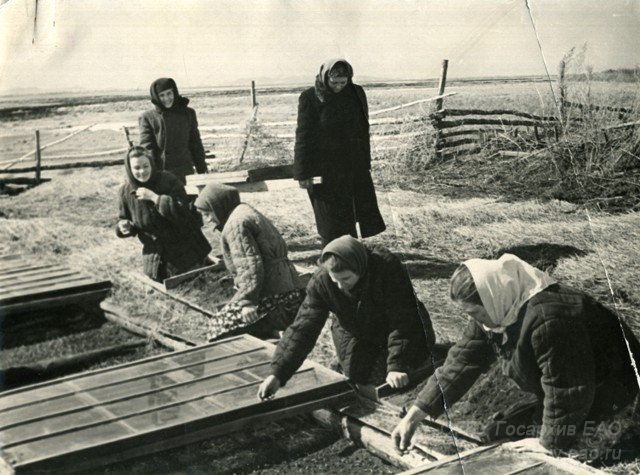 Сельскохозяйственная артель им. Кирова Ленинского района. . 1958 год Госархив ЕАО