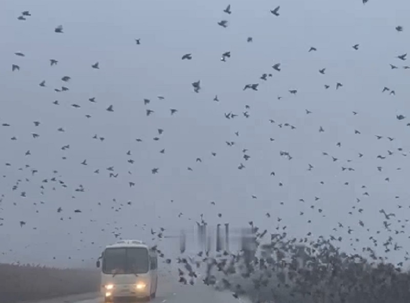 Тысячи птиц в небе над кубанской трассой устроили в небе необычное "шоу" t.me/ghestkrd