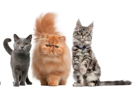 Коты одни из удивительных животных freepik.com