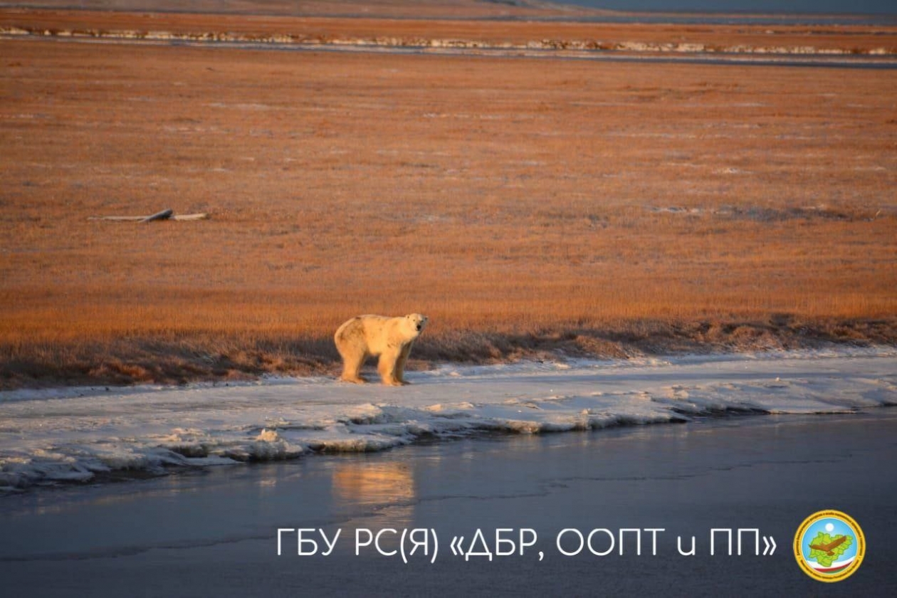 В Якутии численность белых медведей составляет 800-1,2 тысяча особей Руслан Слепцов