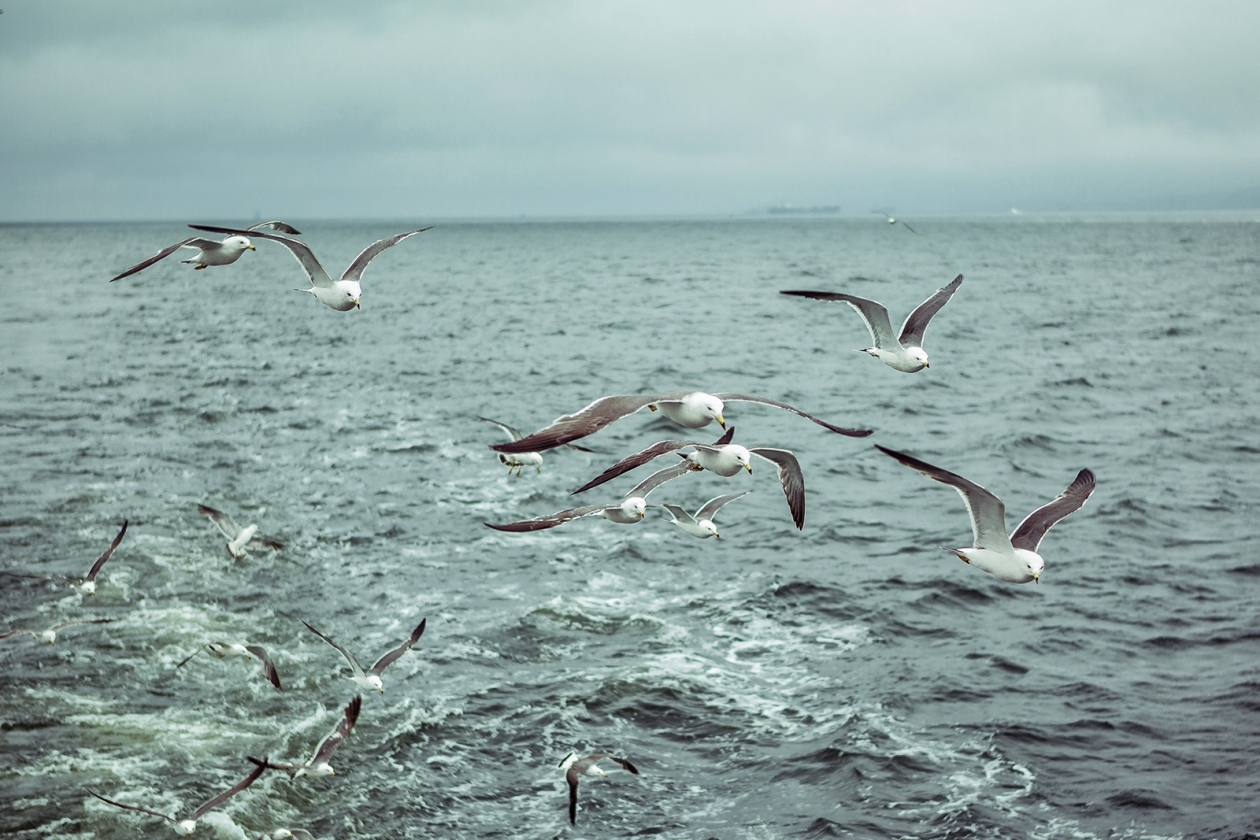 море, Владивосток  ветер , лето, погода, чайки Мария Смитюк, ИА PrimaMedia