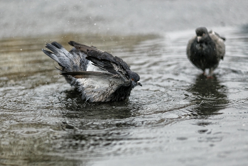 Снег,  ливень, подъем уровня рек - непогода обрушится на Сочи Александр Хитров