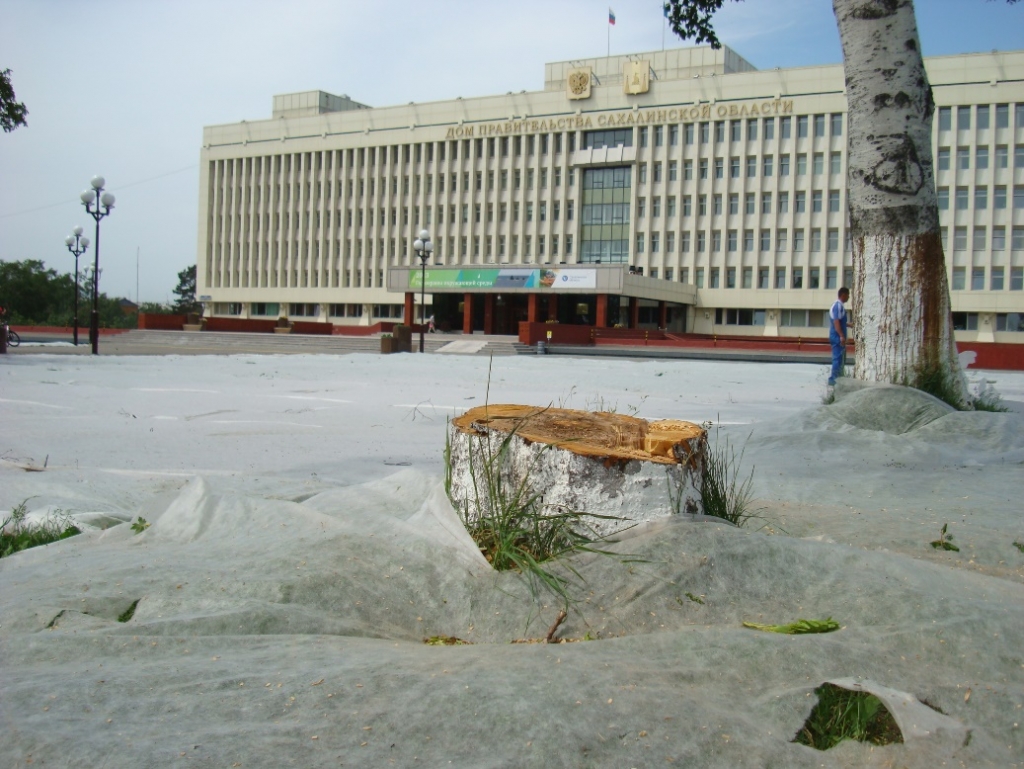 Здоровые деревья уничтожены в сквере перед Домом правительства Сахалинской  области - SakhalinMedia.ru