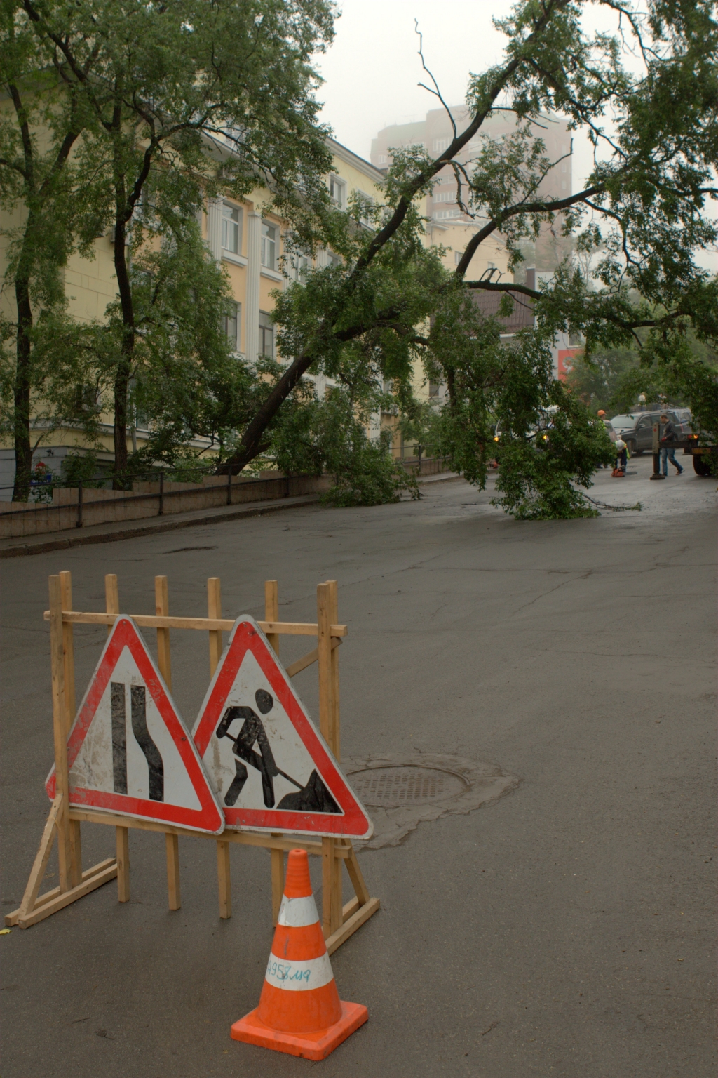 Спил калининград. Деревья город Калининград.