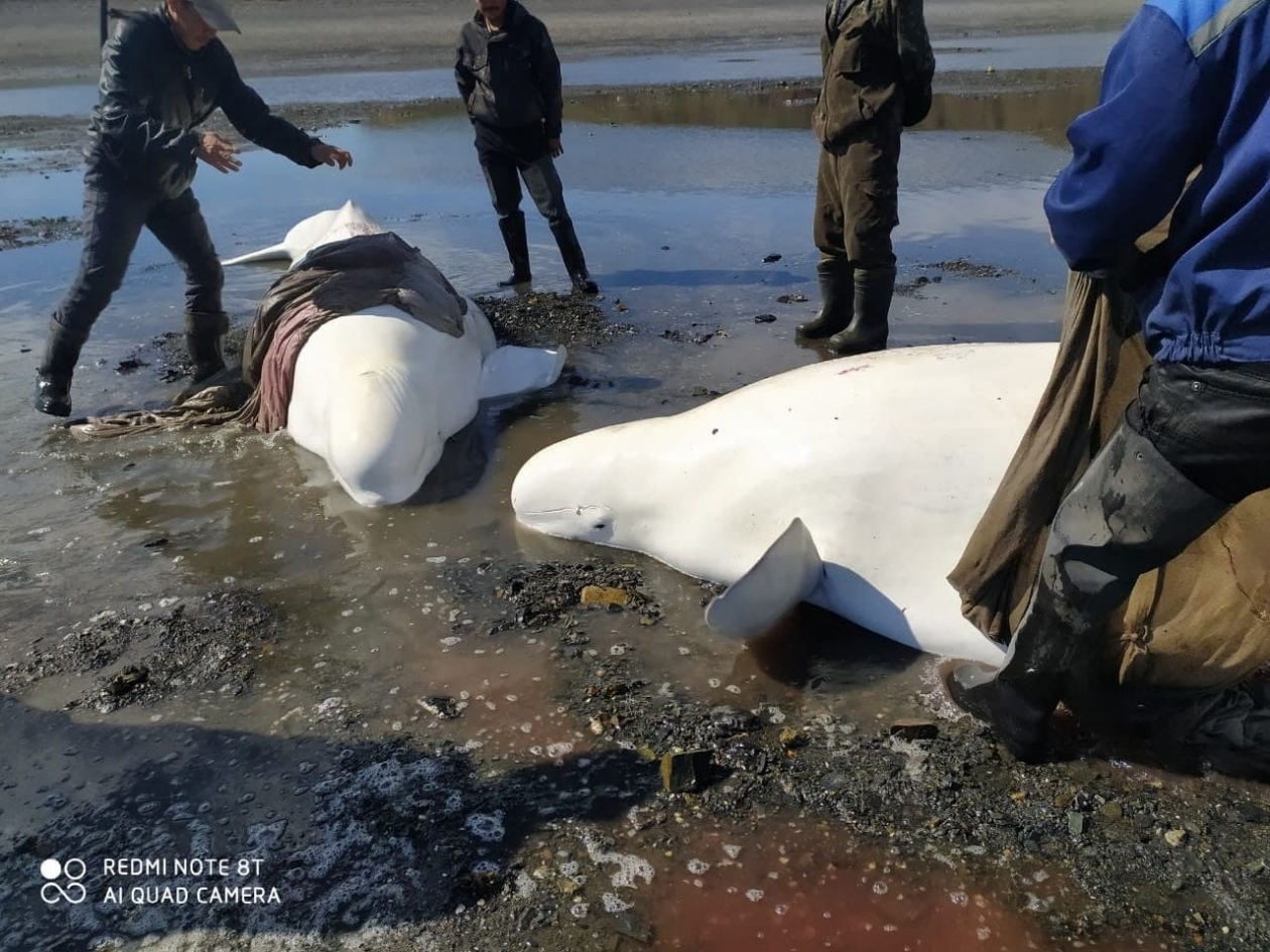 Двух белух спасли колымчане в бухте Тополовка из соцсетей