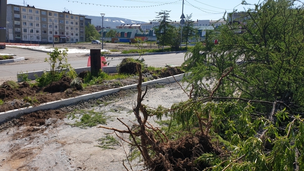 11 лиственниц срубили при ремонте в Магадане Народный корреспондент