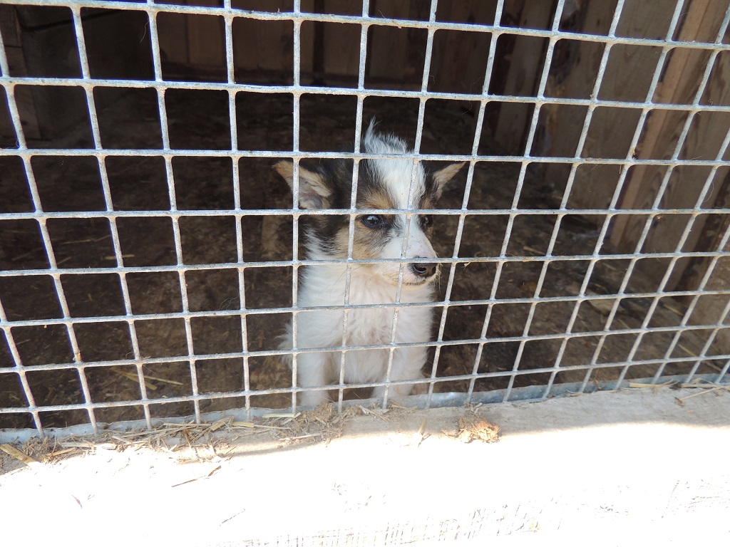 Приют для бездомных животных. Карлук иркутская область приют для животных. 5 звезд иркутск приют для животных. Девушка в приюте для собак. Карлук иркутская область приют для животных.