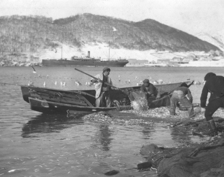 Лов сельди в Петропавловском ковше