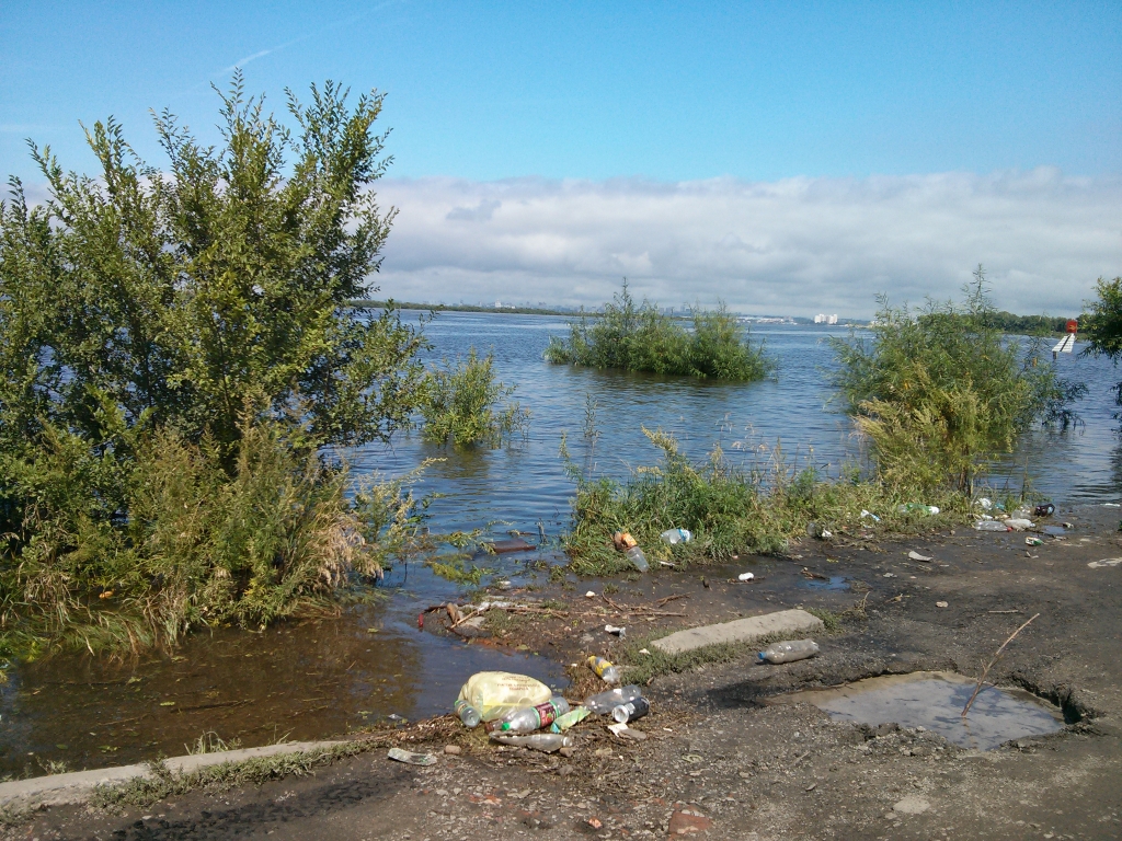 Дикая косуля, спасаясь от паводка, переплыла Амур в Хабаровске ИА AmurMedia