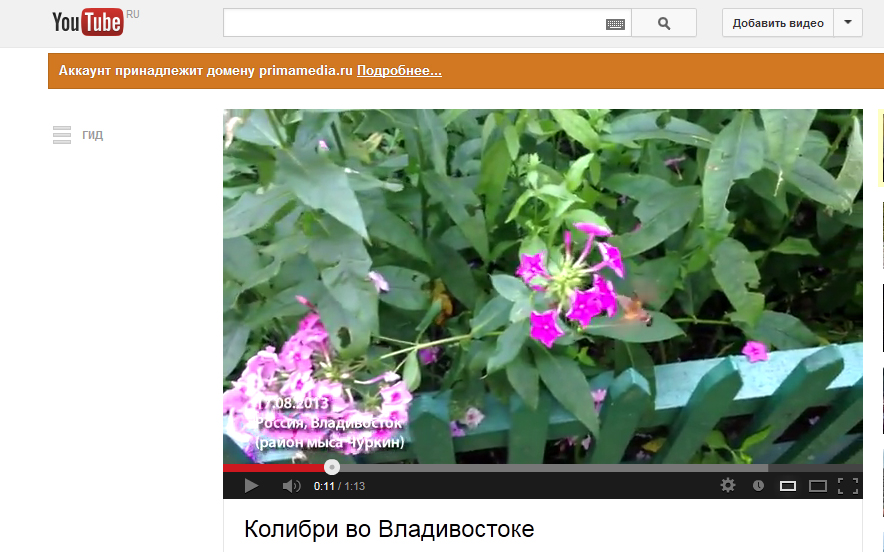 Колибри или бражник? Кадр из видео на http://www.youtube.com