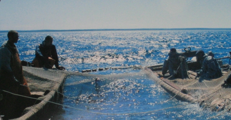 Только двое суток разрешено ловить горбушу в Анивском заливе Сахалина SakhalinMedia