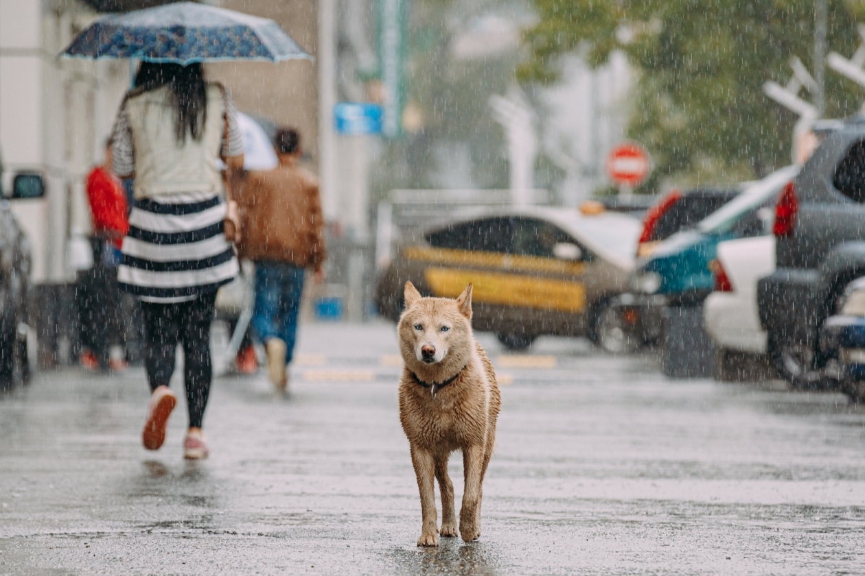 осень, лето, дождь, ливень,  весна,  погода, прогноз погоды, собака Мария Смитюк, ИА PrimaMedia