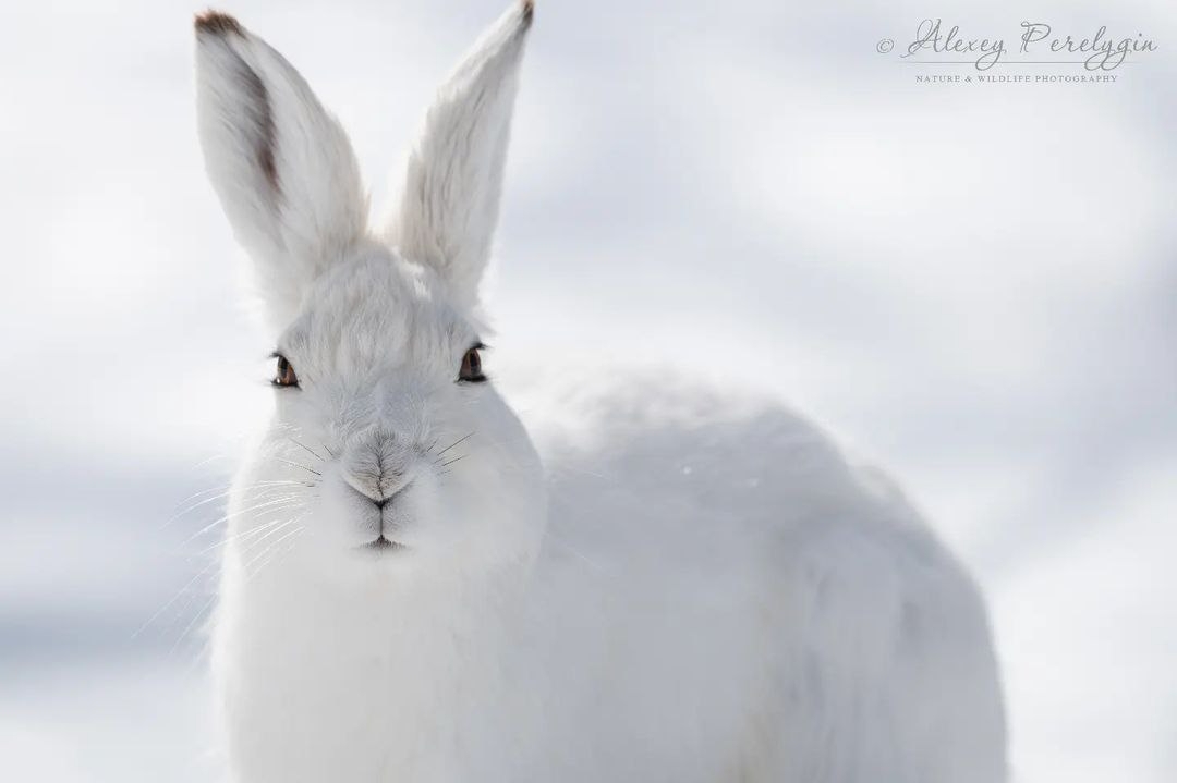 Алексею Перелыгину в этом году удалось впервые сфотографировать зайцев