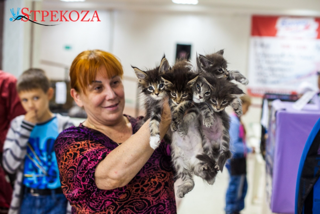 Где Купить Кошку Во Владивостоке