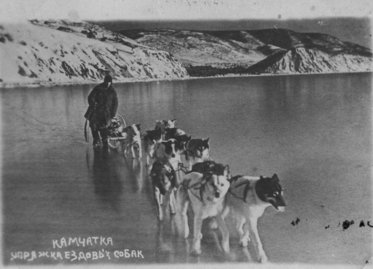 Упряжка ездовых собак на Авачинской бухте в районе Сероглазки, справа — Никольская сопка, 1940 год