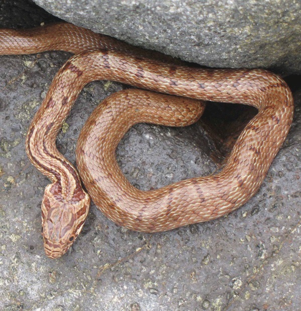 мея, встреченная у мыса Белый Утес, Фото с места события из других источников