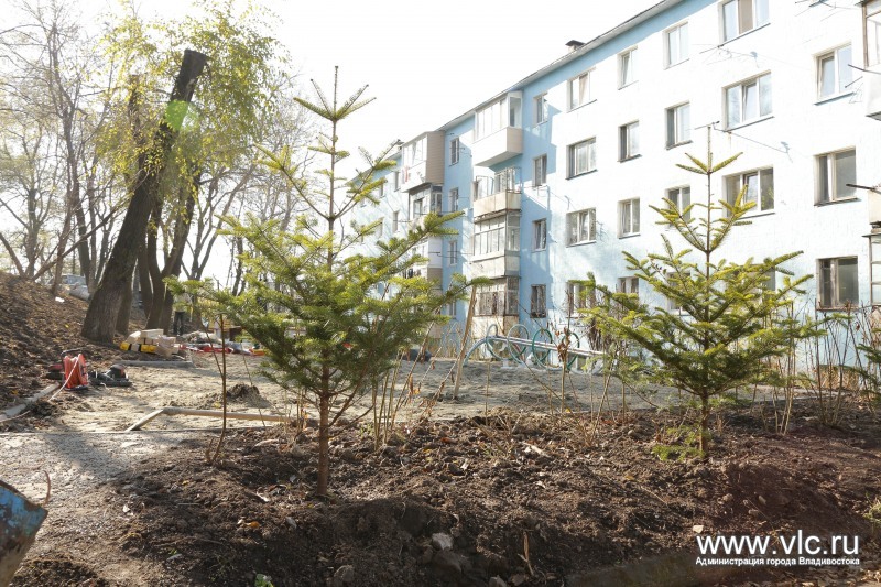 Елочки высажены во дворе дома, Фото с места события из других источников