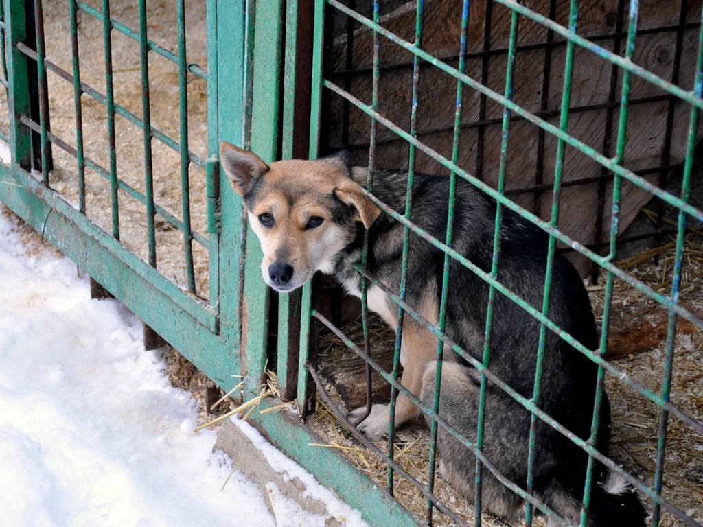 Около 400 бездомных собак живут в приюте 