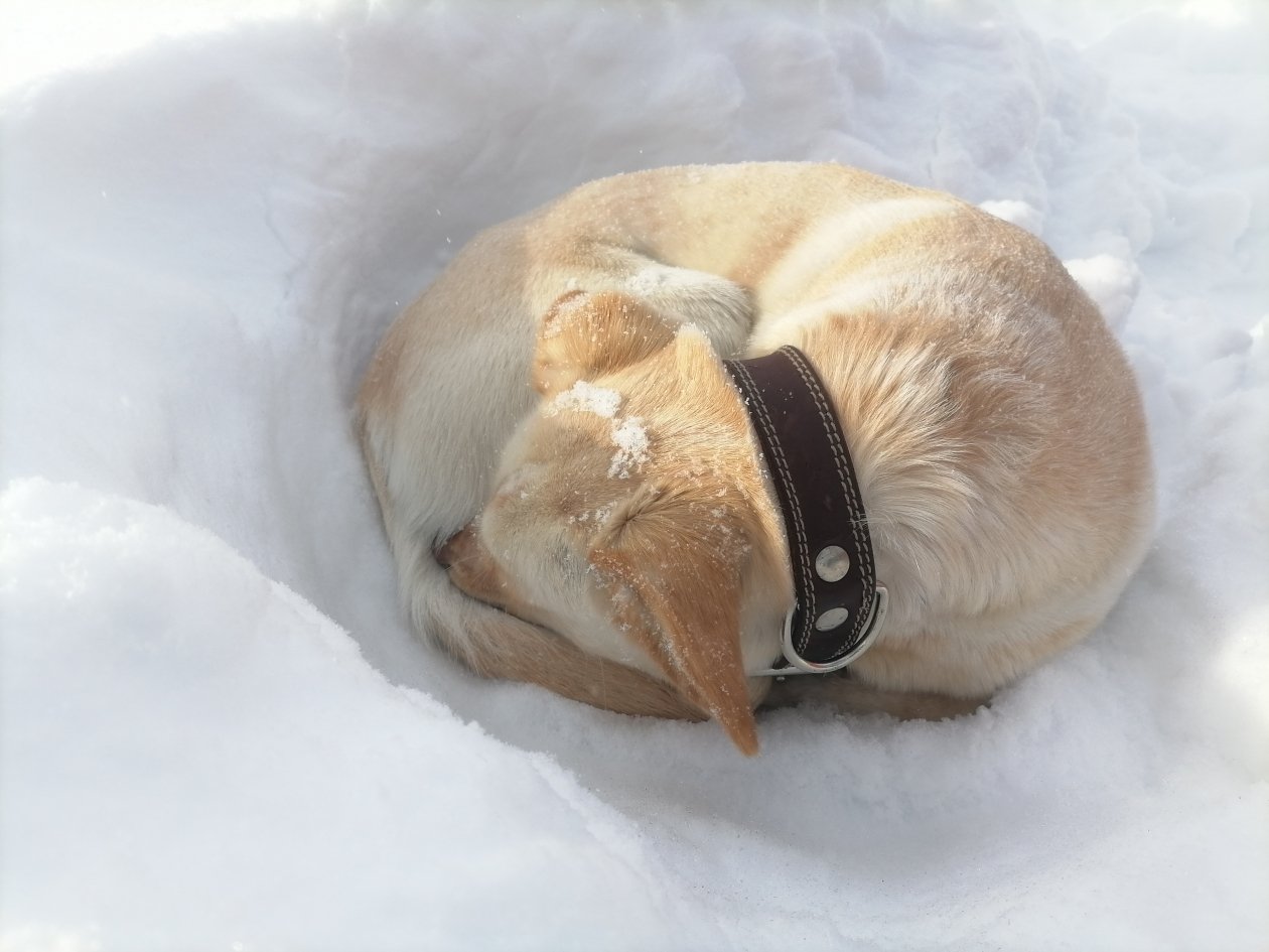 Белка научилась вытаптывать себе место в снегу