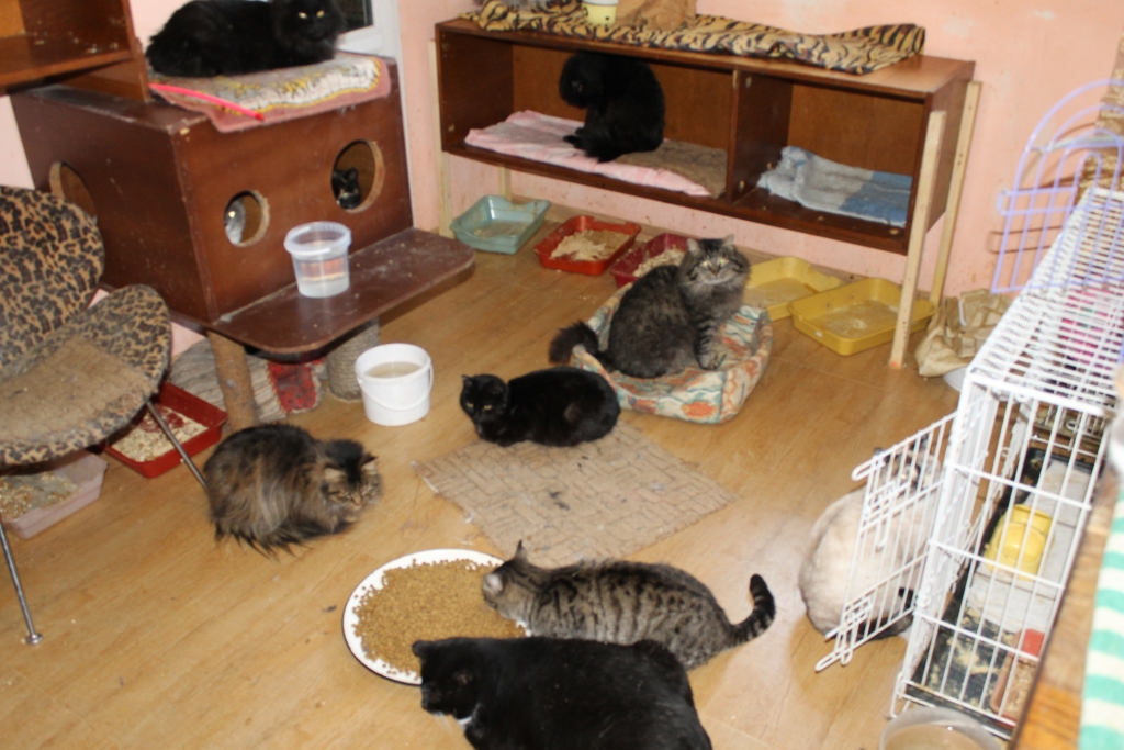 На попечении жительницы села Новоникольск 49 кошек и 22 собаки, Фото с места события собственное