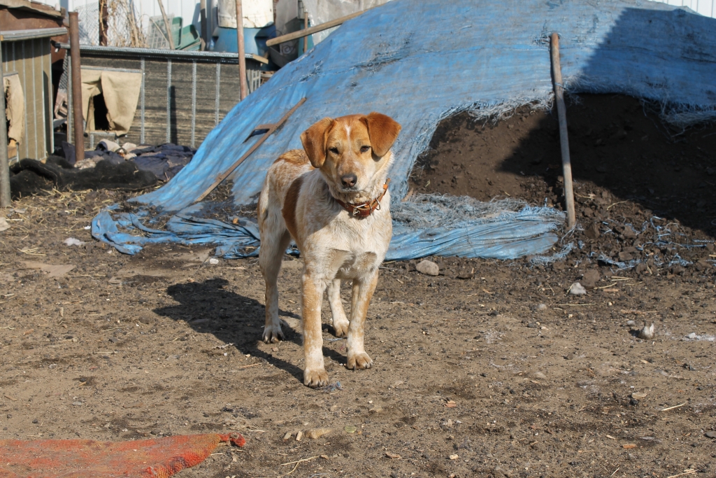 Бездомные животные нашли приют в доме Ирины Мудровой, Фото с места события собственное