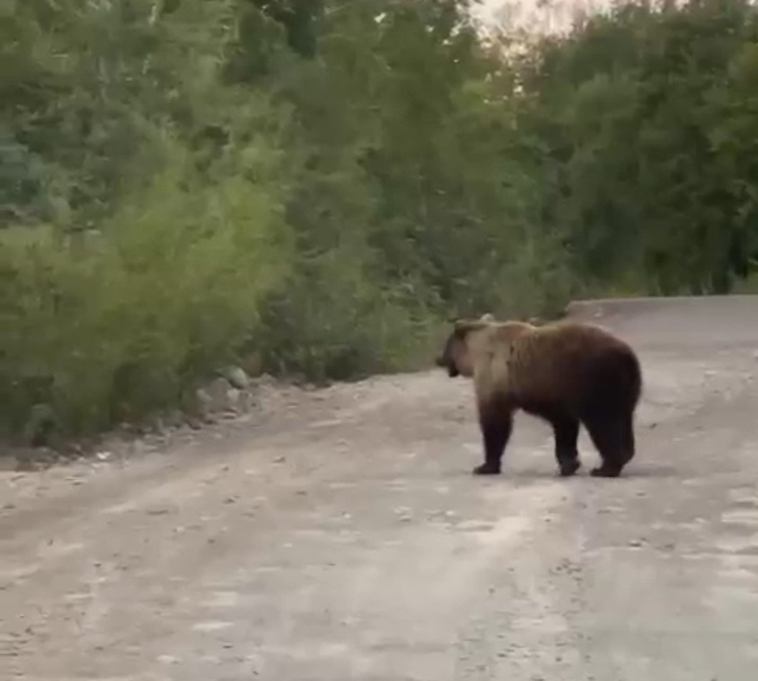 Скрин видео