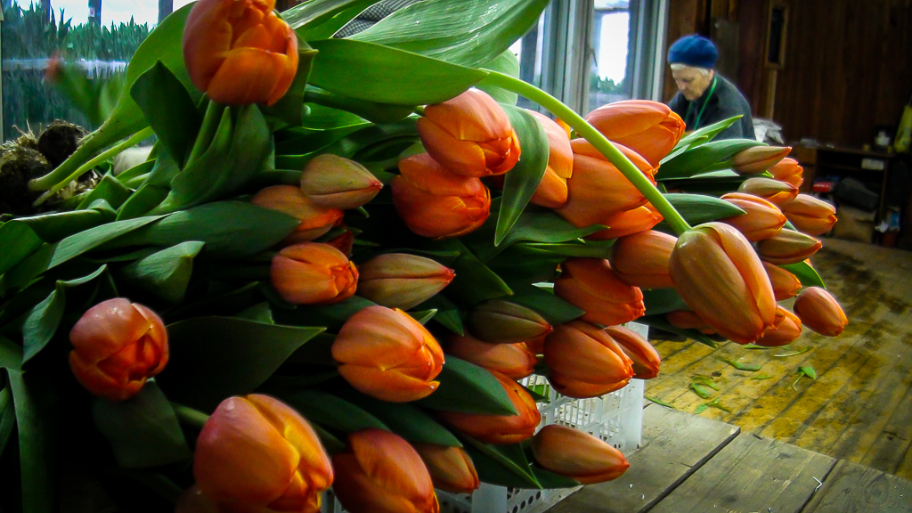Купить тюльпаны оптом владивосток