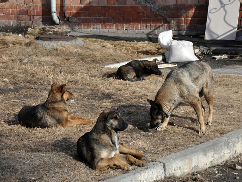 Собаки загрызли ребенка Оленникова Мария, IrkutskMedia