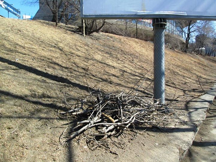 Спиленные ветки, Фото с места события собственное