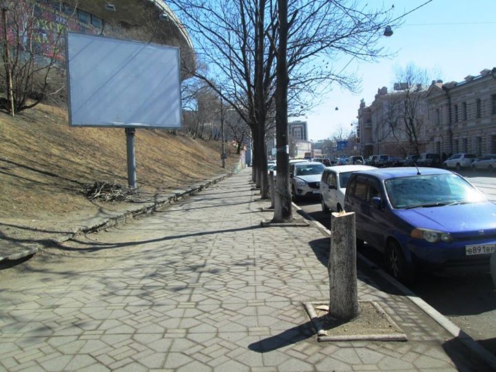 Срубленные деревья, Фото с места события собственное