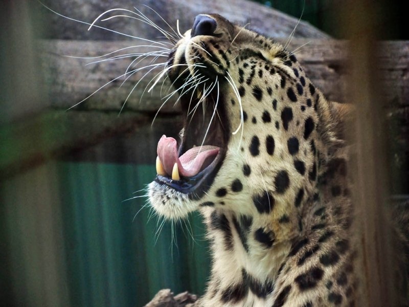 Сочинец нашел ошейник самки леопарда, выпущенной в дикую природу год назад Мария Бородина