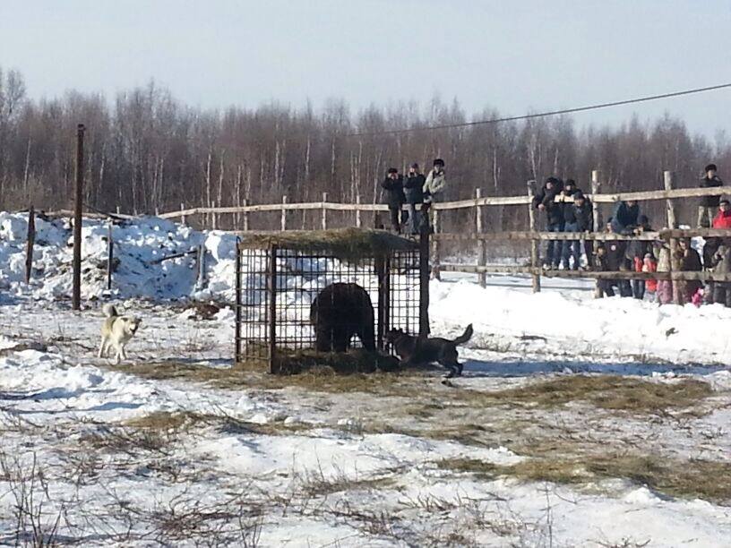 В Мирнинском районе Якутии прошли состязания на подсадного медведя, Фото с места события собственное