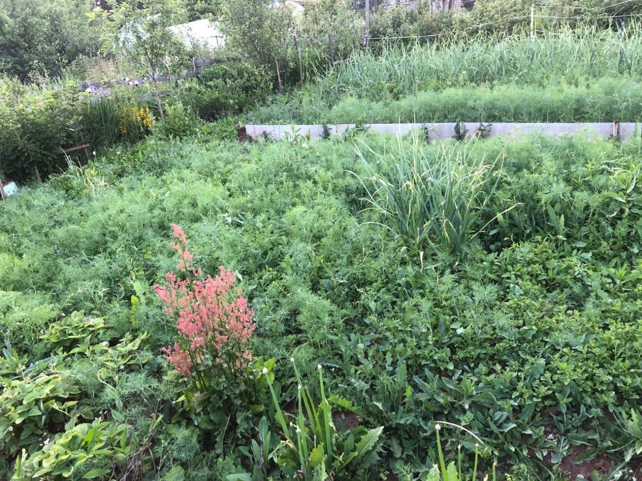 Сорняки, огород Артем Дубенчук