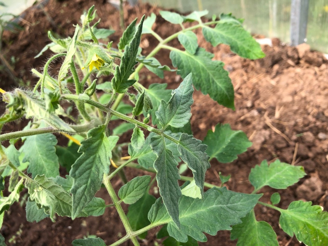 Помидоры, рассада, теплица Артем Дубенчук