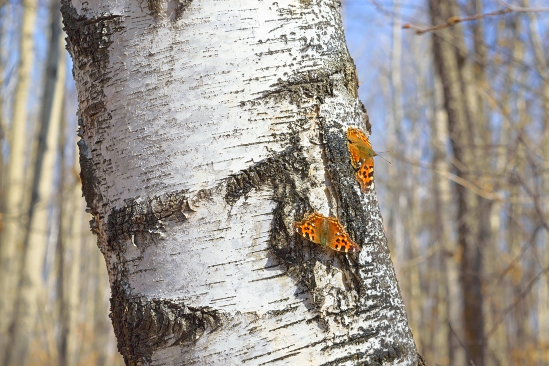 Береза Константин Байдин