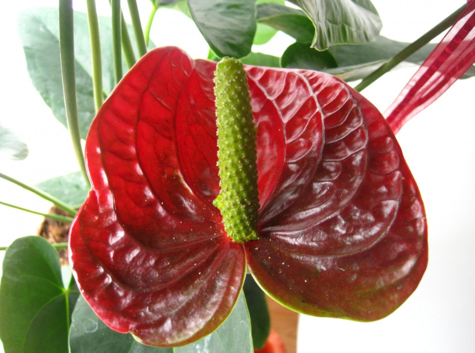 Тематическое фото pxhere.com (18+).