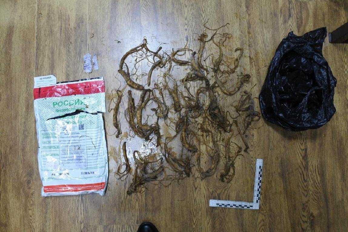 Тот самый женьшень, который пытался вывезти китайский предприниматель Дальневосточная транспортная прокуратура