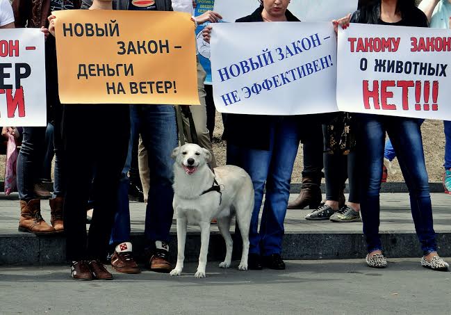 Многие пришли на митинг со своими любимцами , Фото с места события собственное