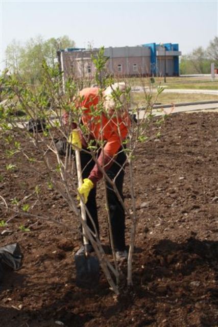 Сирень Вольфа декоративна и без цветков, Фото с места события собственное