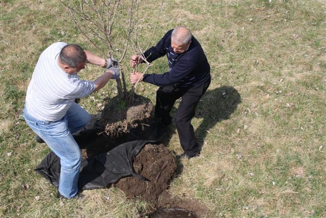 Экологи, студенты и муниципальные служащие посадили свою сирень, Фото с места события собственное