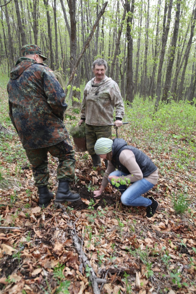 Посадка кедра, Фото с места события из других источников