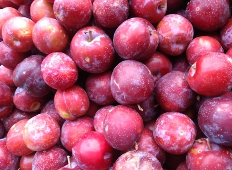 Слива unsplash.com