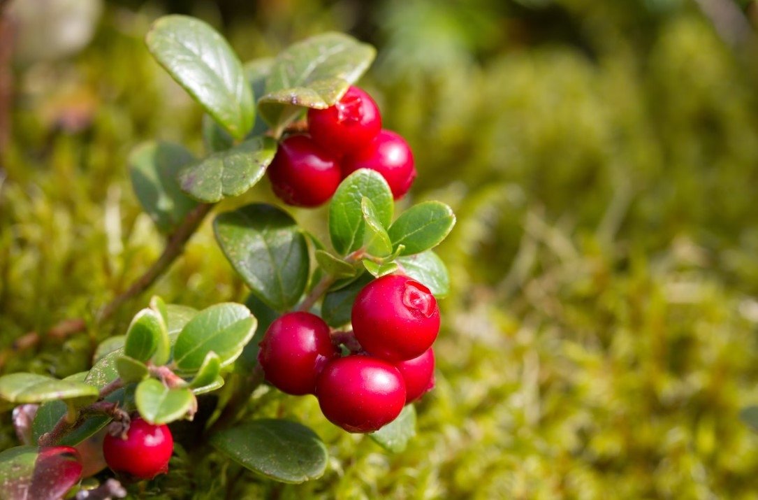 Брусника unsplash.com