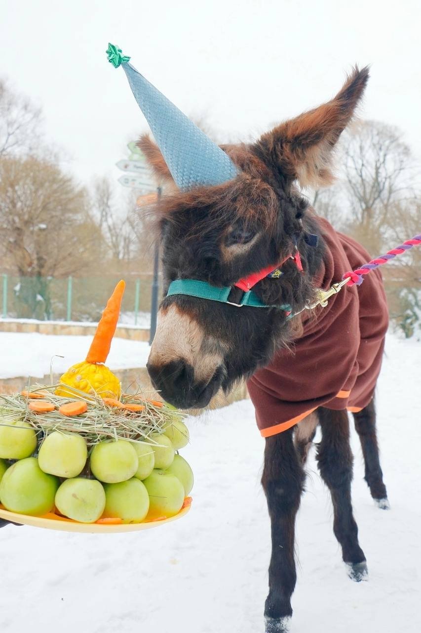 фото из социальных сетей Ленинградского зоопарка